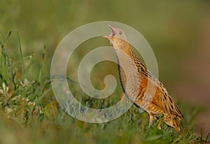 Corn Crake Crex crex