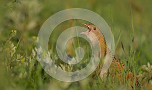 Corn Crake Crex crex