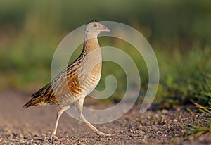 Corn crake - Crex crex
