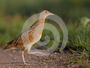 Corn crake - Crex crex