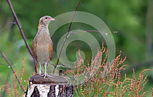 Corncrake stands out on a birch stump in rainy weather photo