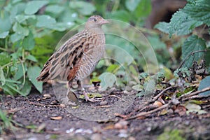 Corn crake