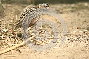 Corn crake