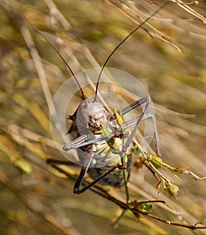 Corn Cricket