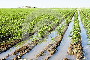 Corn crop