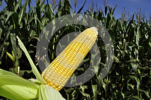 Corn crop