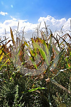 Corn crop