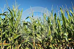 Corn Crop