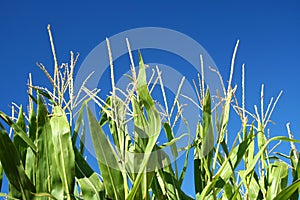 Corn Crop