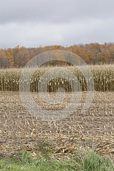 Corn Crop