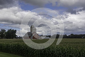 Corn Crop Beneath Summer Skies