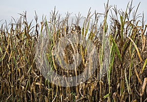 Corn Crop Damaged by Drought