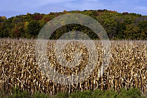 Corn Crop in Fall  804449