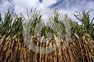 Corn crop Field cornfield Plantation