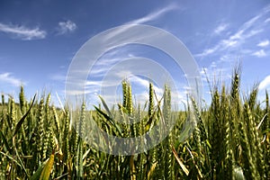 Corn crop field in summer