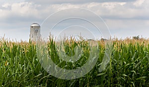 Corn crop flowers with silo in distance