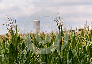 Corn crop flowers with silo in distance