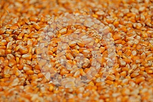 Corn, a crop grown in China