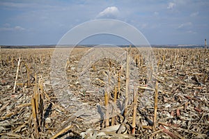 Harvested corn crop