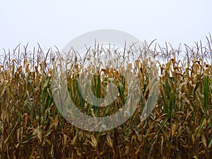 Corn crop almost ready for Autumn harvest