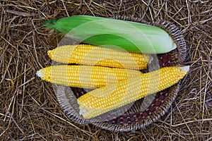 Corn crop on hay