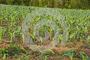 corn crop in the initial phase of development