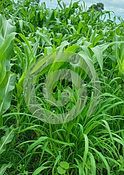 Corn crop intercropped with brachiaria mombaÃÂ§a grass to later create a rotated paddock for dairy cows. photo