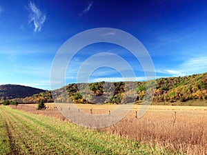 Corn crop in Minnesota at fall