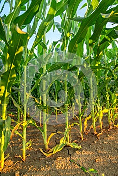 Corn crop plant stalks