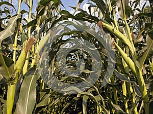 Corn crop ready for harvest