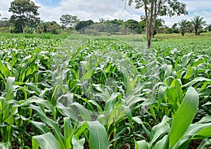 Corn crop for silage for dairy cows.