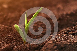 Corn crop small green seedling growing out of agricultural field soil in spring