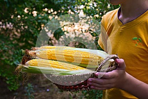 Corn crop in young hands