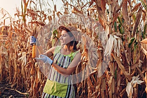 Corn crop. Young woman farmer checking and picking corn harvest. Worker holding autumn corncobs. Gardening