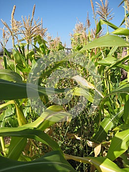 Between the corn crops