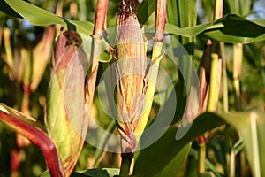 Corn crops