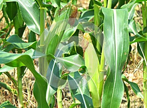 Corn crops