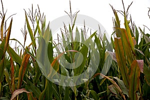 Corn crops close-up crops background. copy space