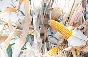 Corn crops on dried corn trees is prompt to harvest