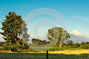 Corn crops in the fialds arround the Llanquihue Lake in Chile photo