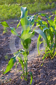 Corn crops growing in the vegetable garden outdoors. Corn plant.