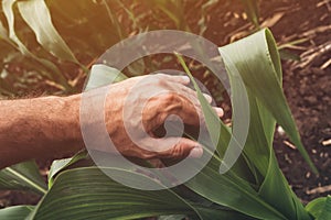 Corn crops growth control concept, farmer agronomist examining plants in field