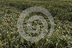 Corn crops with knocked over bent stem after severe wind storm in field