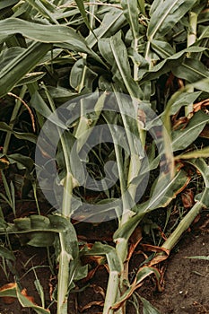Corn crops with knocked over bent stem after severe wind storm in field