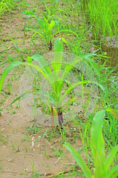 Corn crops are planted in rice field ditches, to maximize agricultural yields.