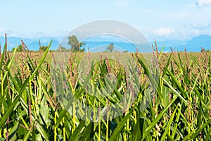 Corn crops at the shores of Lake LLanquihue, Chile photo