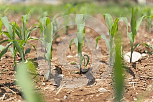 Corn crops suffer as drought continues. Corn field with very dry soil