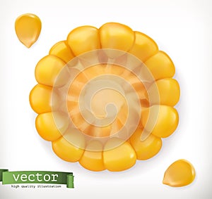 Corn cross section and grain. Vector icon