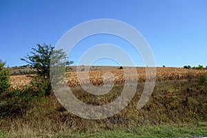 Corn culture in Dobrogea  2