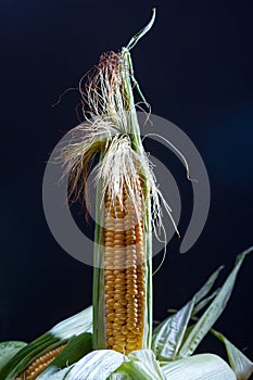 A corn dark background